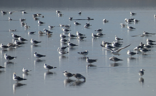 Avistamiento Gaviota Dorsinegra Menor