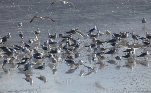 Avistamiento Gaviota Dorsinegra Menor