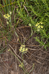Bupleurum veronense