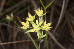 Bupleurum veronense