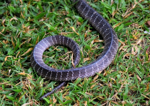 Wall's Sind Krait