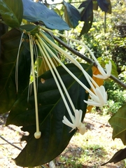 Posoqueria latifolia