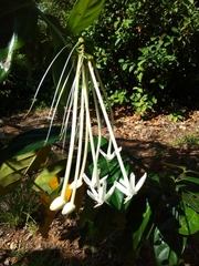 Posoqueria latifolia