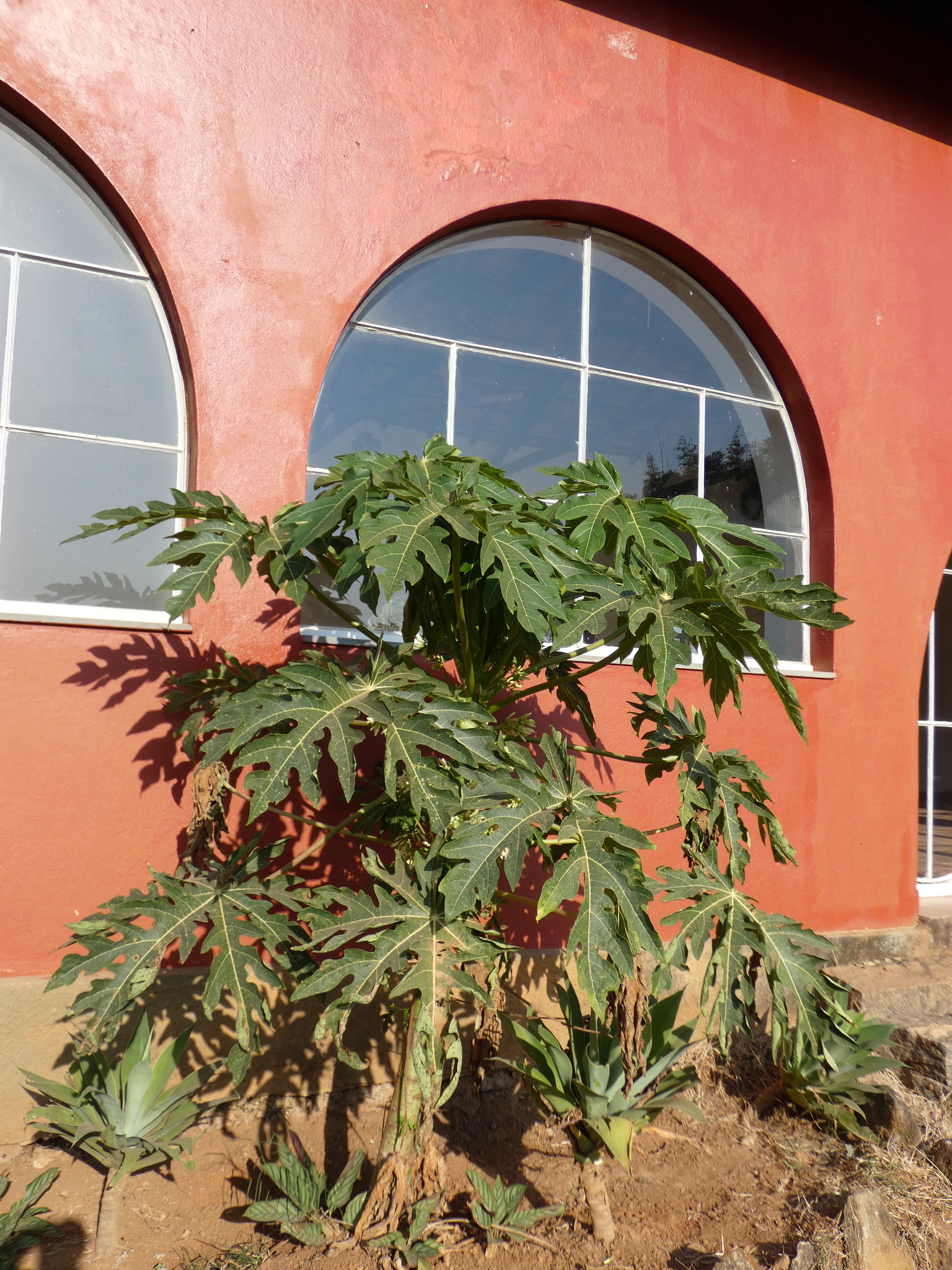 Carica papaya