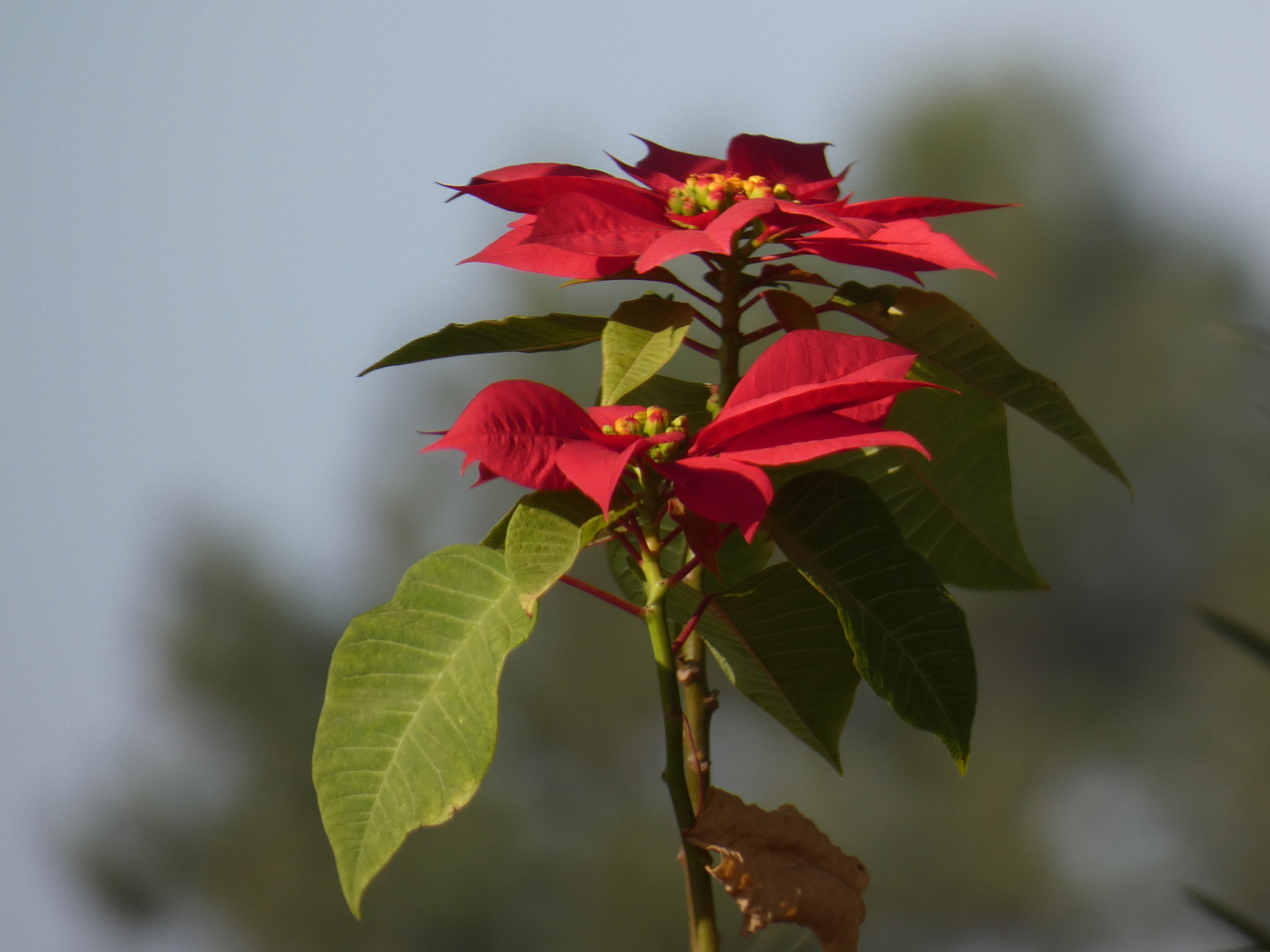 Euphorbia pulcherrima