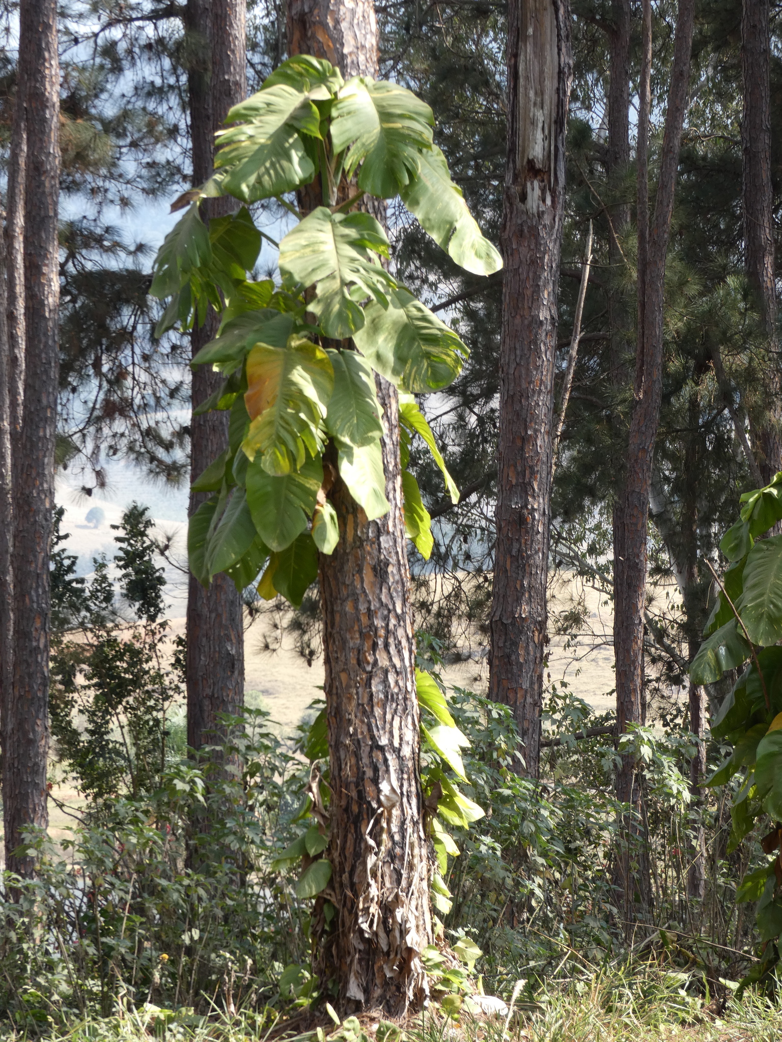 Epipremnum aureum