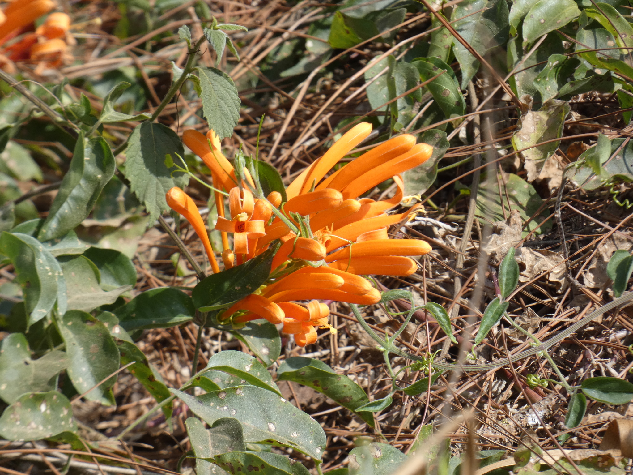 Pyrostegia venusta