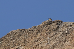 Anthus similis similis