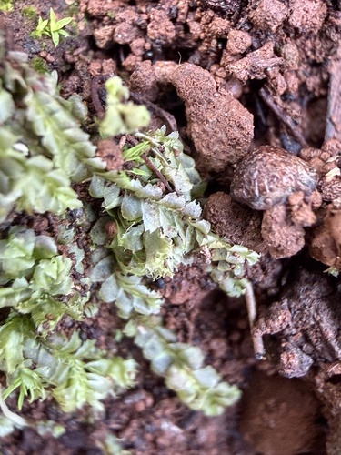 Lophocolea autoica observed 2026-01-17