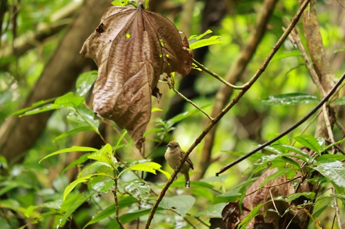Black-crowned Antshrike (Thamnophilus atrinucha)
