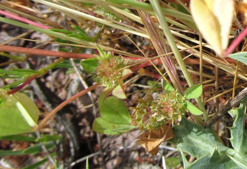Trifolium glomeratum iNat (1)