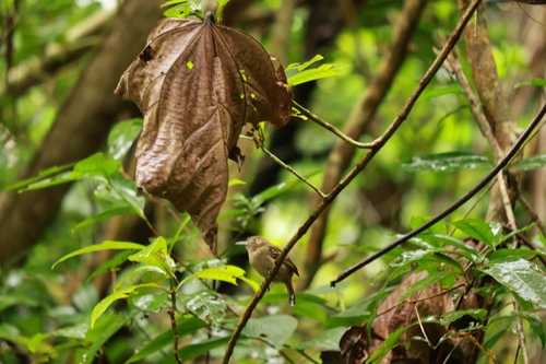 Black-crowned Antshrike (Thamnophilus atrinucha), photo 2