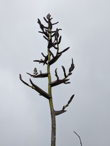 Racinaea insularis, photograph 3