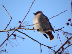 Bombycilla garrulus