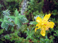 Hypericum revolutum revolutum