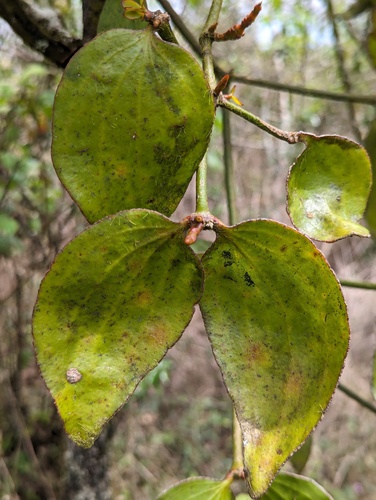 Galápagos Mistletoe (Phoradendron berteroanum)