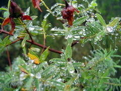 Hypericum revolutum revolutum