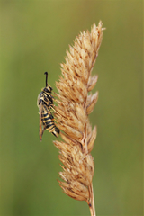 Bembecia ichneumoniformis