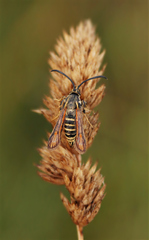 Bembecia ichneumoniformis