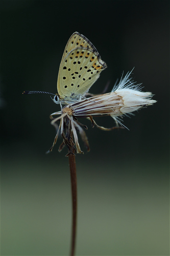 Sooty Copper photo 3
