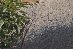 Pycnonotus xantholaemus