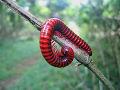 Centrobolus fulgidus