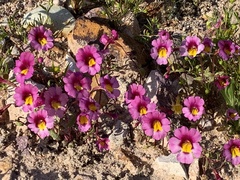 Erythranthe rhodopetra