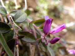 Polygala japonica