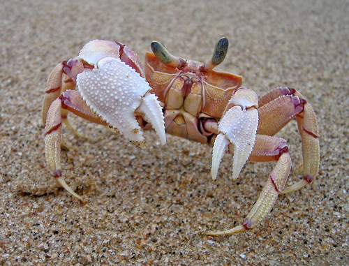 Ocypode ryderi