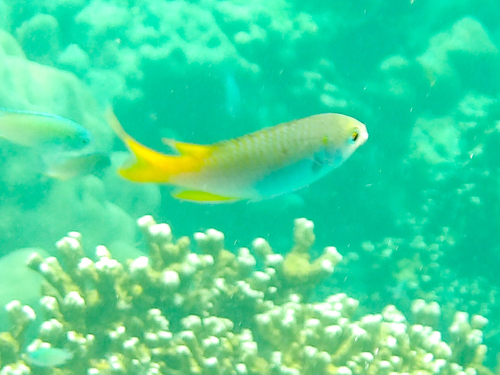 Neopomacentrus sororius observed 2025-11-13