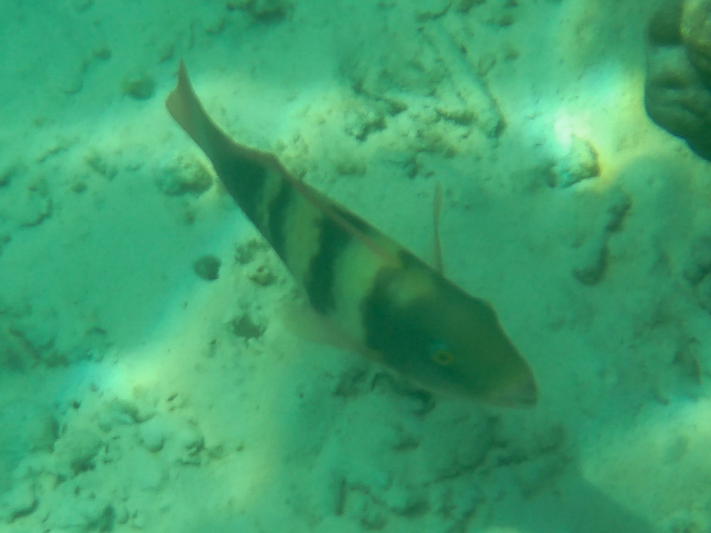 Greenhead Parrotfish