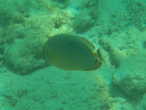 Indian Redfin Butterflyfish (Chaetodon trifasciatus)