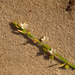 Oxygonum alatum - Photo (c) Riana Fourie, μερικά δικαιώματα διατηρούνται (CC BY-NC), uploaded by Riana Fourie