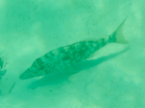 Lethrinus microdon observed 2025-11-13