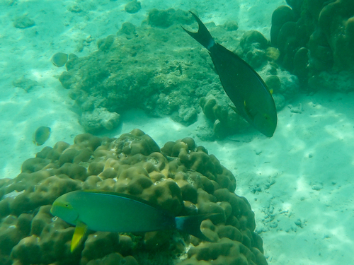 Yellowfin Surgeonfish (Acanthurus xanthopterus)