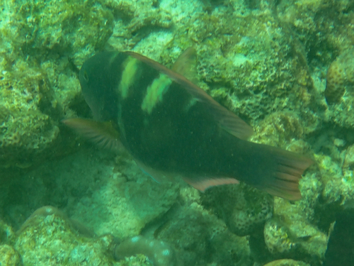 Groenkop-papegaaivis (Chlorurus troschelii) — Scaridae — 5