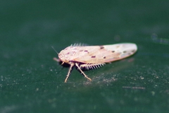 Balclutha punctata