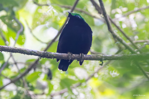 iNaturalist image