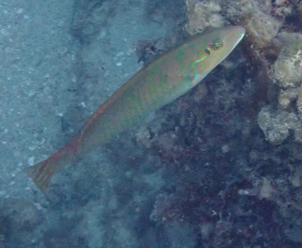 Blackear wrasse (Halichoeres poeyi) — Labridae