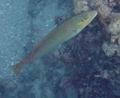 Blackear wrasse (Halichoeres poeyi) — Labridae