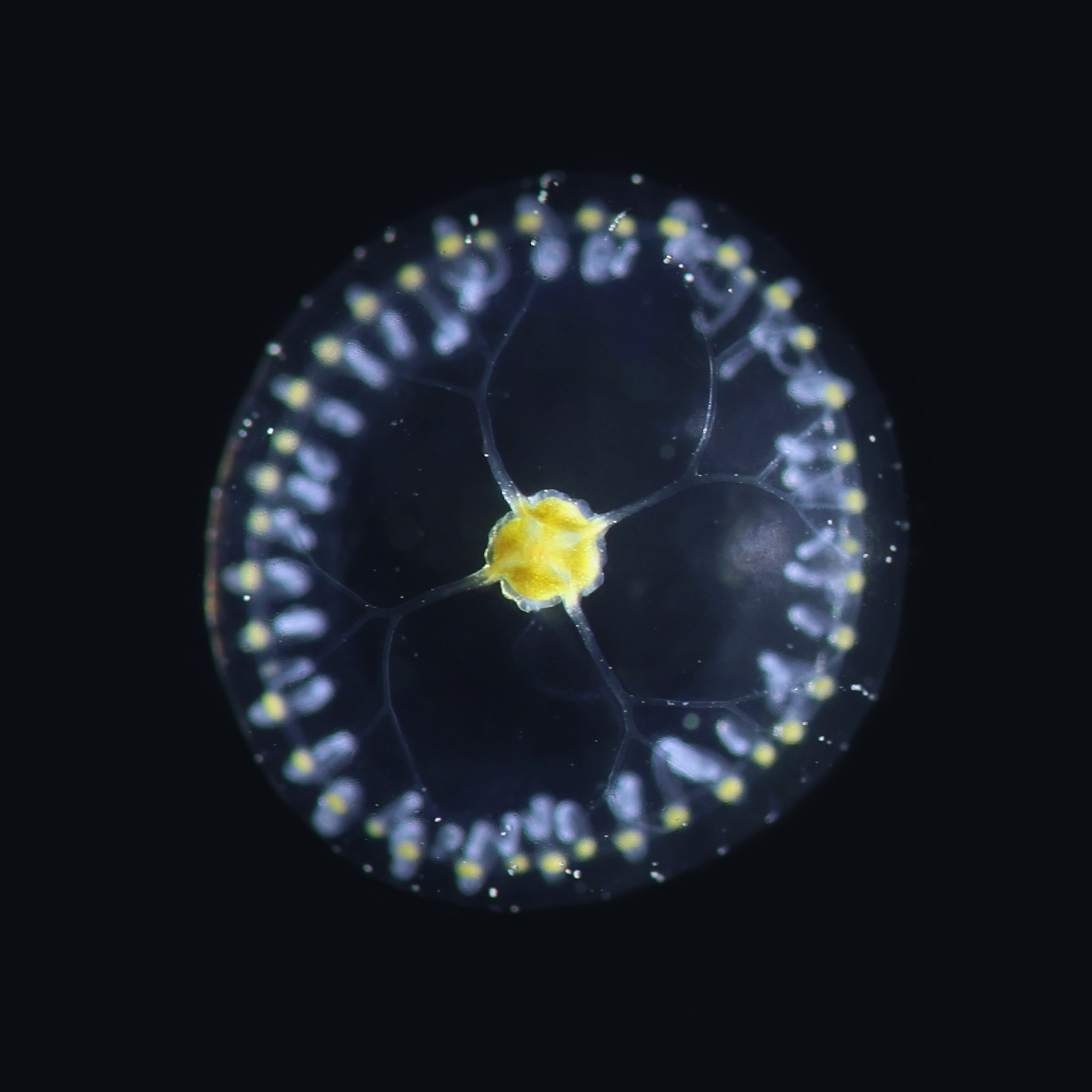 Proboscidactyla flavicirrata Brandt, 1835