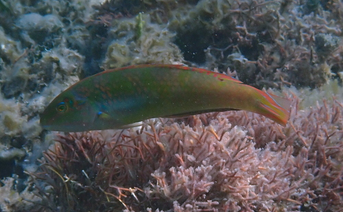 Zeegras-lipvis (Halichoeres poeyi) — Labridae