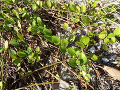 Jacquemontia reclinata