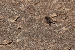 Ptyonoprogne concolor