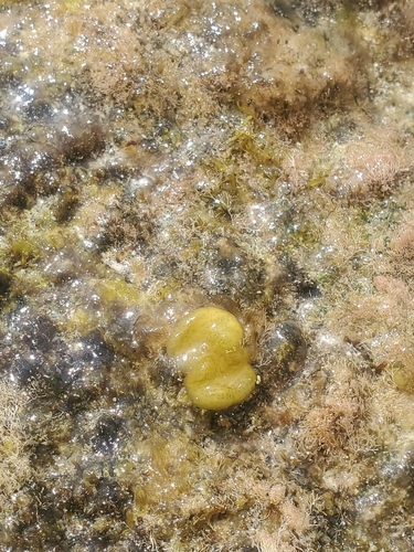 Colpomenia sinuosa observed 2026-01-20