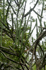 Cereus yungasensis