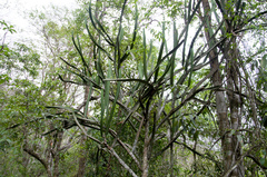 Cereus yungasensis