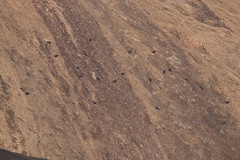 Ptyonoprogne concolor