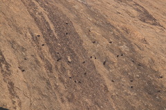 Ptyonoprogne concolor