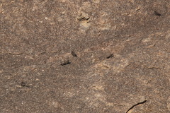 Ptyonoprogne concolor